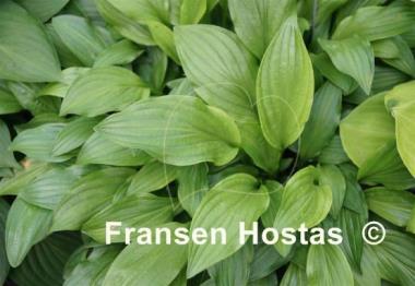 Hosta Saishu Jima