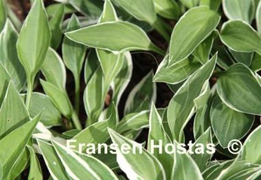 Hosta Saishu Yahato Sito