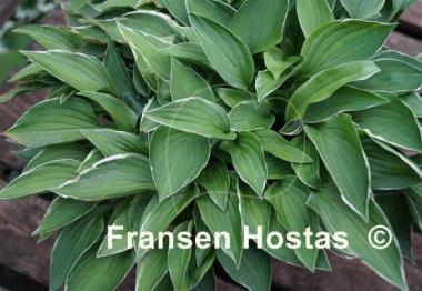 Hosta Saishu Yahato Sito