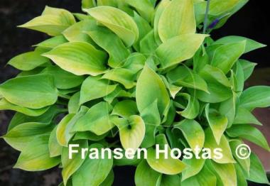 Hosta Saketini