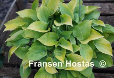 Hosta Saketini