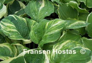 Hosta Sally and Bob