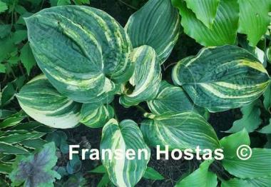 Hosta Sally and Bob