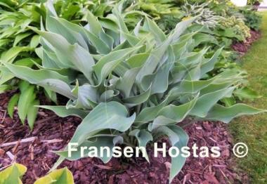 Hosta Salute