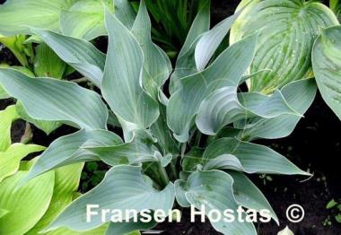 Hosta Salute