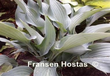 Hosta Salute