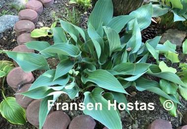 Hosta Salute