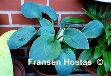 Hosta Samual Blue