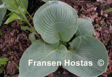 Hosta Samual Blue