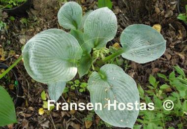 Hosta Samual Blue