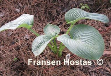 Hosta Samual Blue