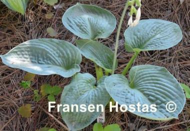 Hosta Samual Blue