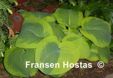 Hosta Samurai