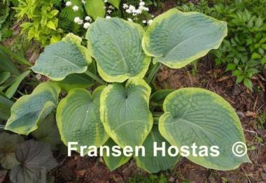 Hosta Samurai