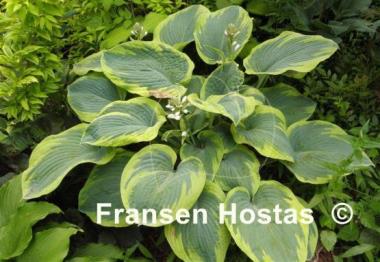 Hosta Samurai