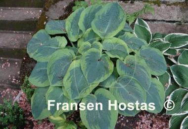 Hosta Samurai
