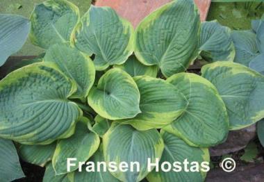 Hosta Samurai