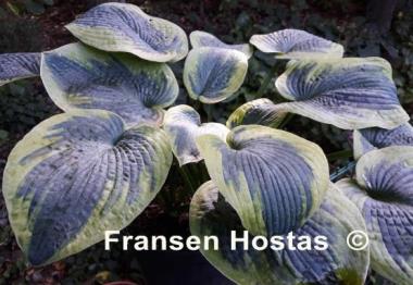 Hosta Samurai
