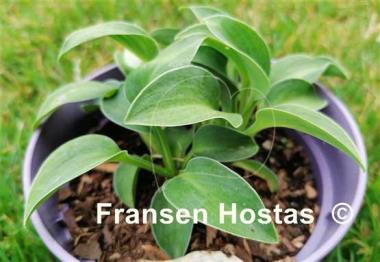 Hosta Sand Mouse