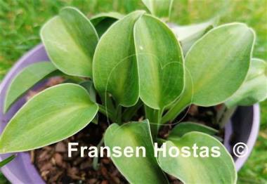 Hosta Sand Mouse