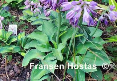 Hosta Sand Mouse