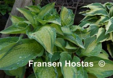 Hosta Sand Pebbles