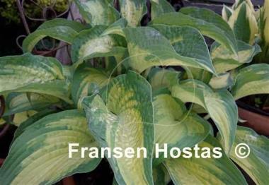 Hosta Sand Pebbles