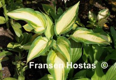 Hosta Sand Pebbles
