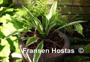 Hosta Sandhill Crane