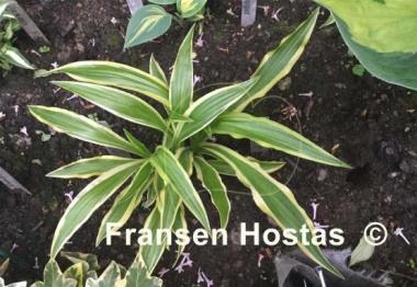 Hosta Sandhill Crane