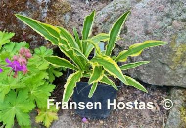 Hosta Sandhill Crane