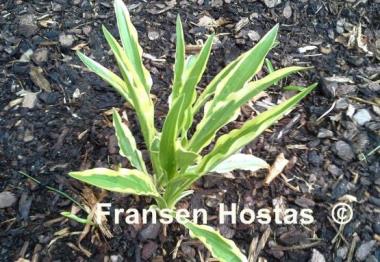 Hosta Sandhill Crane