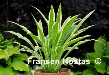 Hosta Sandhill Crane