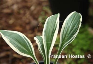 Hosta Sarah Kennedy