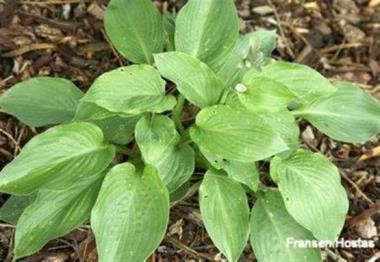 Hosta Satin Flare