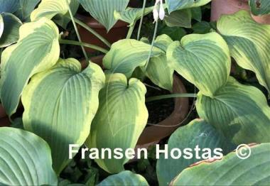 Hosta Satisfaction