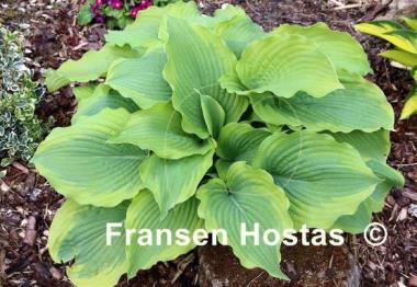 Hosta Satisfaction