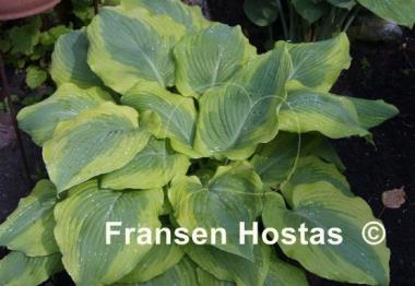 Hosta Satisfaction