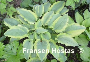 Hosta Satisfaction