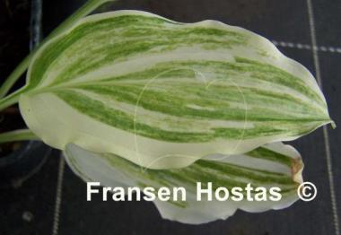 Hosta Savannah Supreme