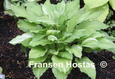 Hosta Savannah Supreme