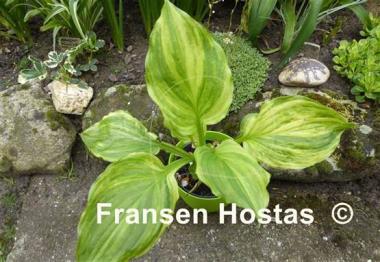 Hosta Savannah Supreme