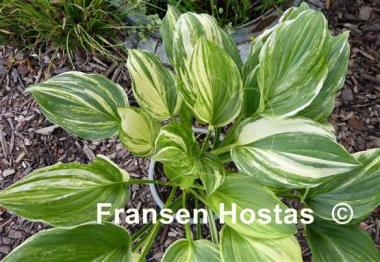 Hosta Savannah Supreme