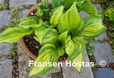 Hosta Savannah Supreme