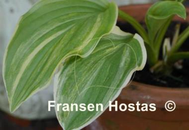 Hosta Savannah Supreme