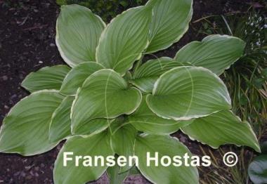 Hosta Savannah