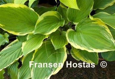 Hosta Savannah
