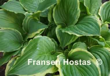 Hosta Savannah