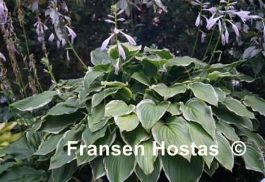 Hosta Savannah
