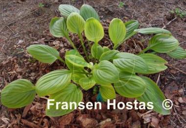 Hosta Scallion Pancakes